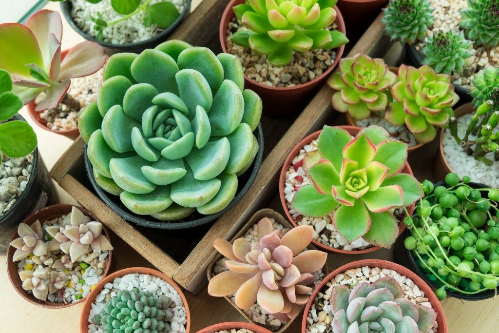 Top view of various types of succulent plant pot