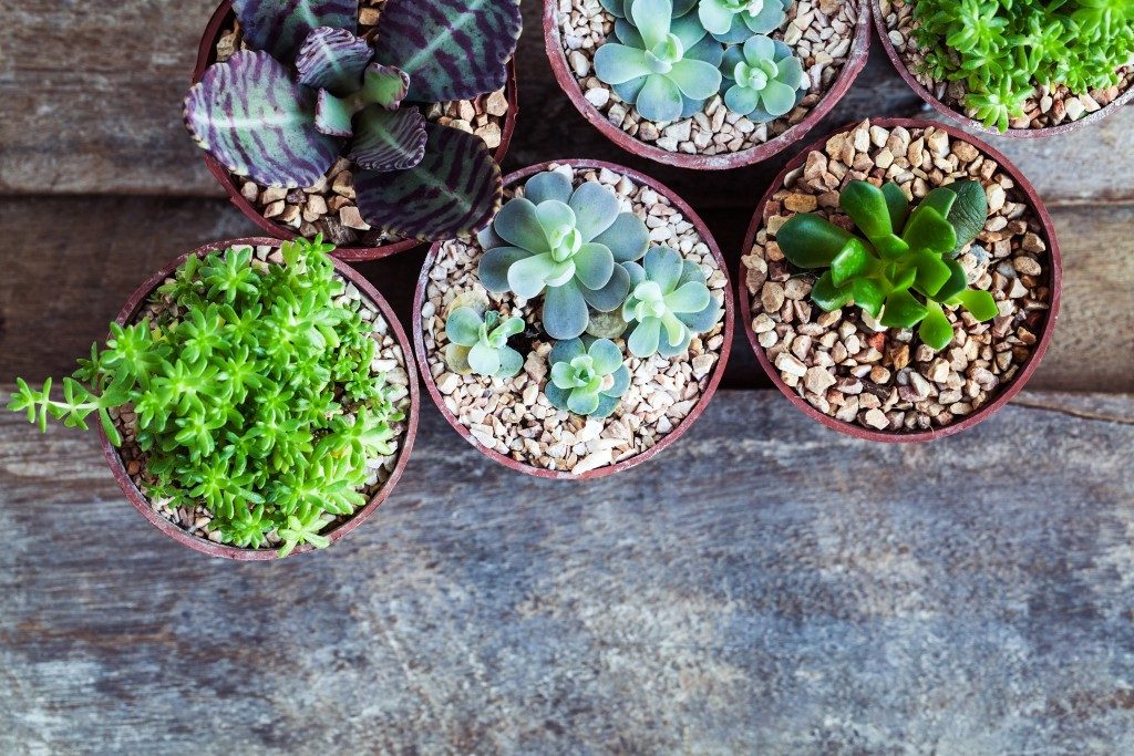 Succulents and cactus in different concrete pots